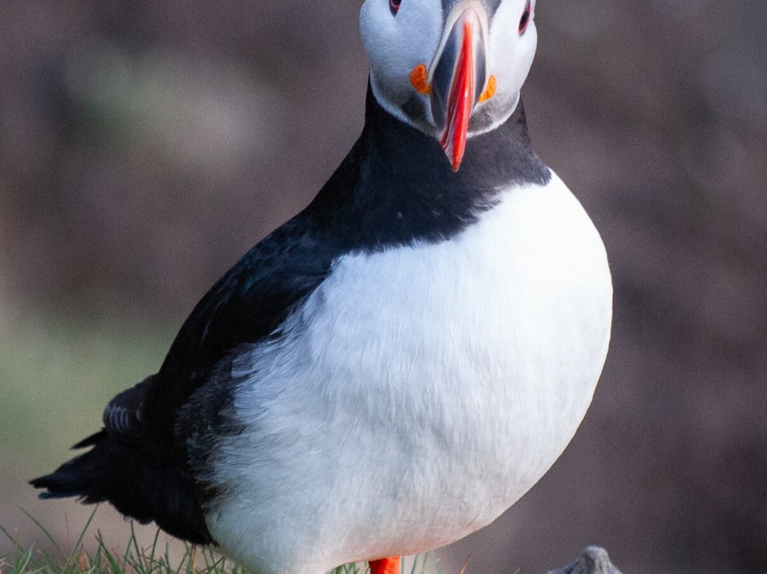 Eyjatours-韦斯特曼纳群岛必去景点