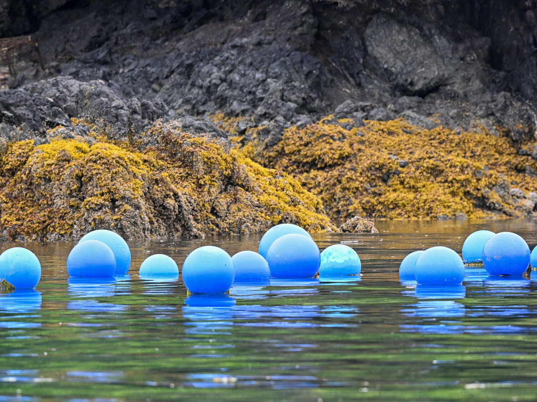 Tutka Tours-荷马必去景点