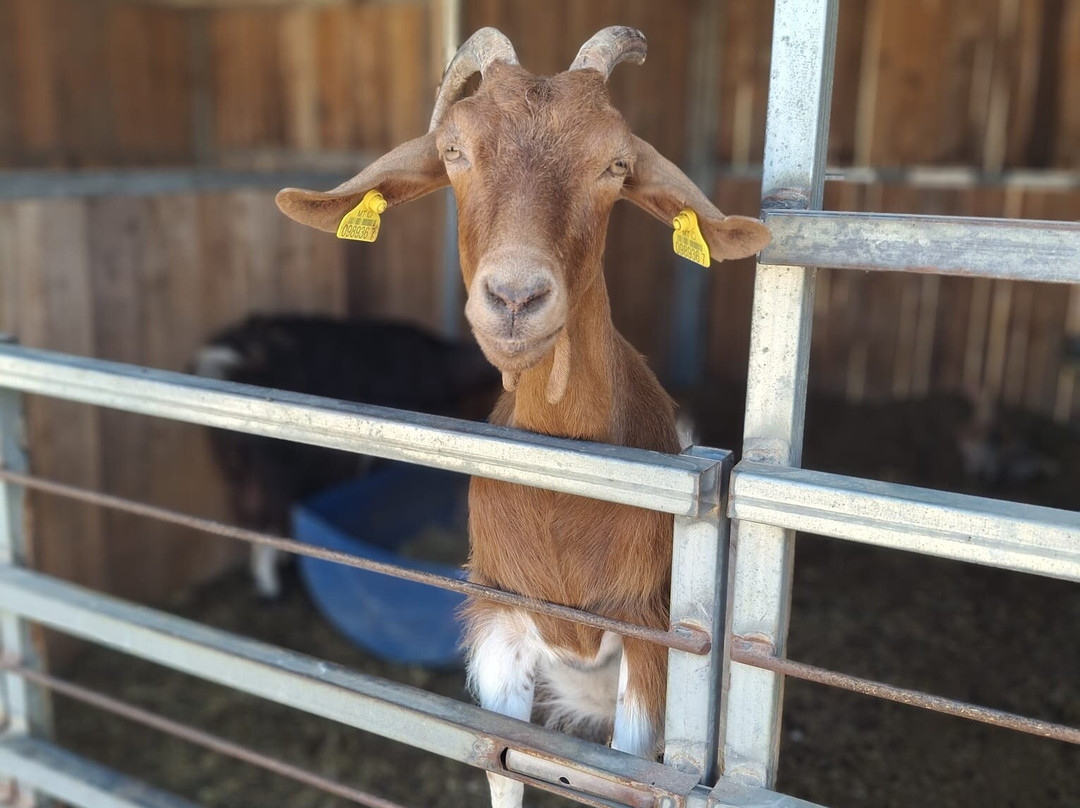 Dreams of Horses Farm-Xaghra必去景点