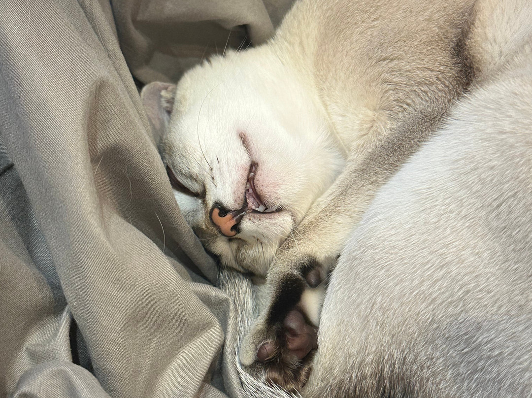 Cat Cafe Mocha Lounge Shibuya Koen-dori Branch-涩谷区必去景点