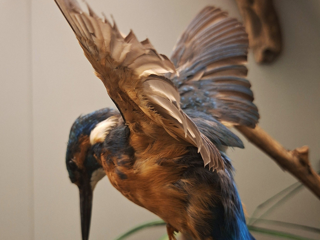 Museo di Storia Naturale Faraggiana Ferrandi-诺瓦拉必去景点