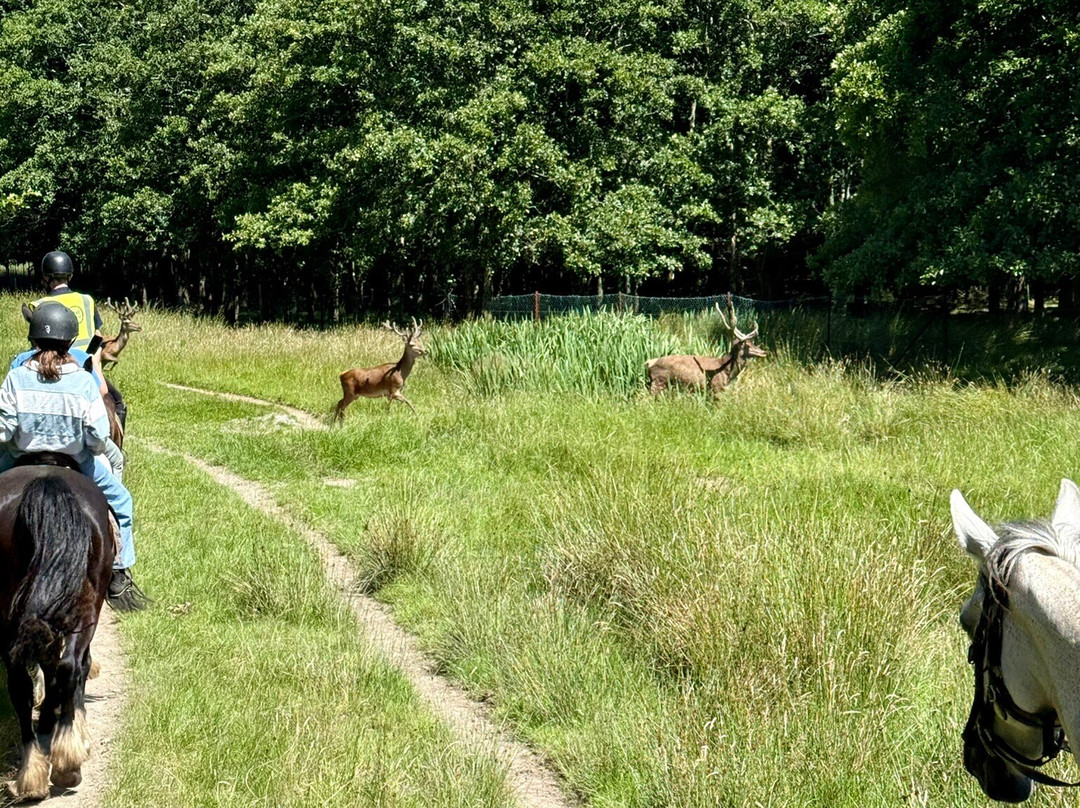 Killarney Riding Stables-基拉尼必去景点