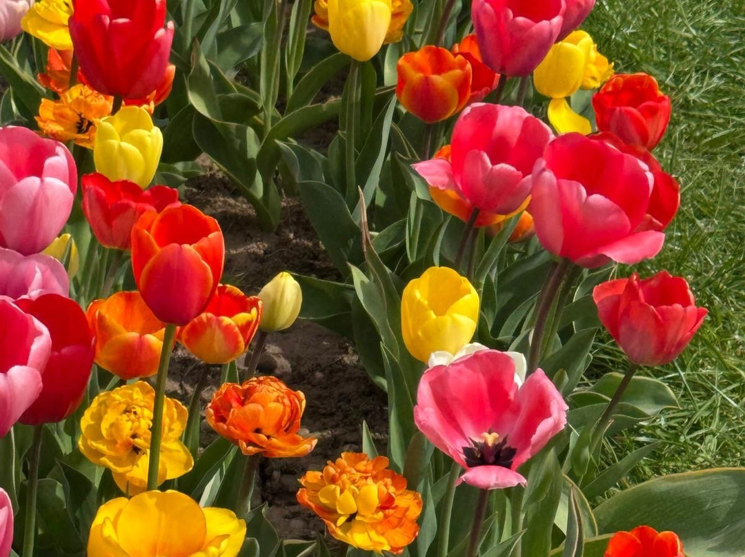 Tulleys Tulip Garden - Warwickshire-沃里克必去景点
