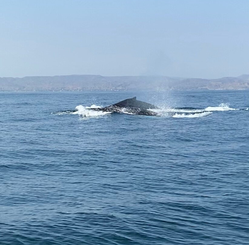 Tours El Pingüino-Organos必去景点