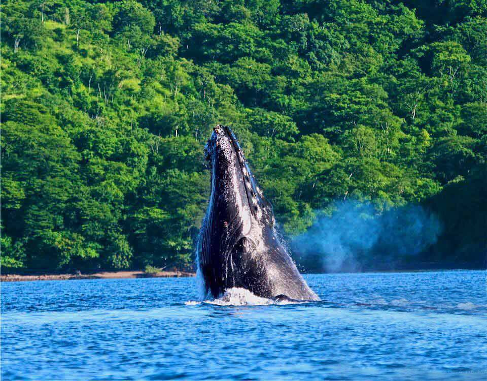 Go Corcovado-Bahia Drake必去景点