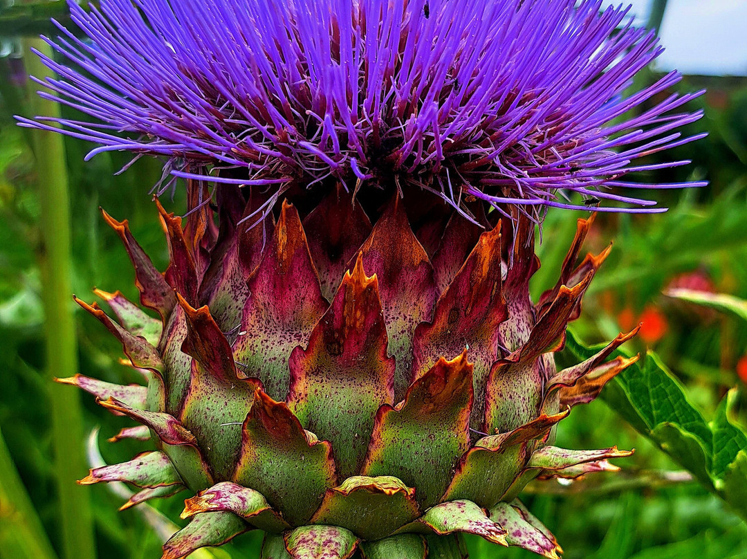 Lamport Hall and Gardens-北安普敦必去景点