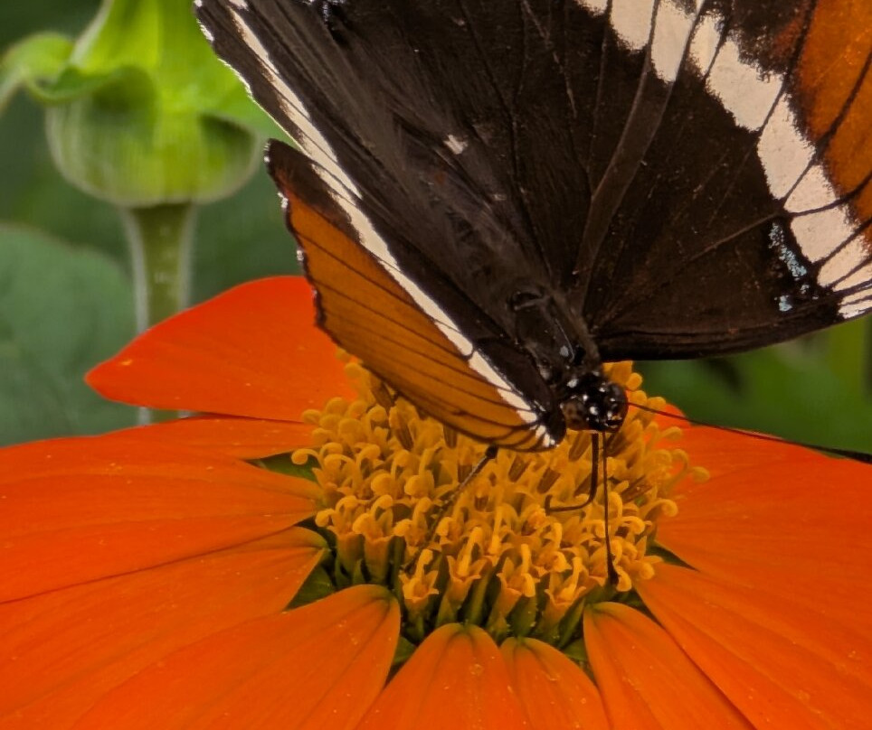 Guys Butterfly House-St Hilary必去景点