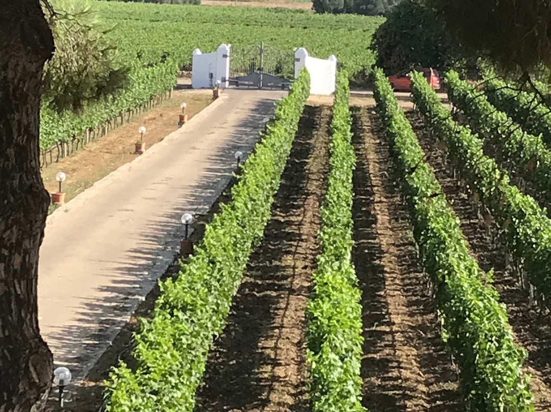 Perla nel Primitivo主图