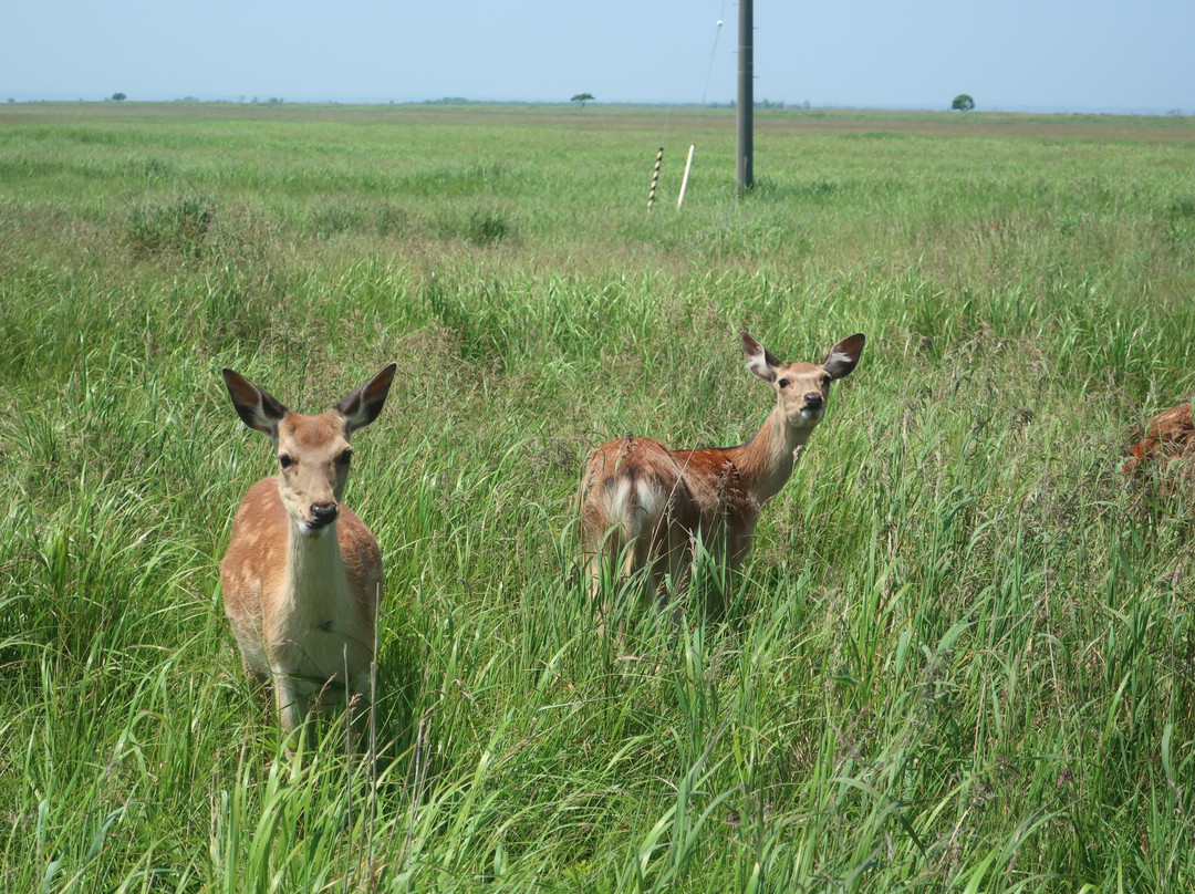 Notsukesaki Lighthouse-别海町必去景点