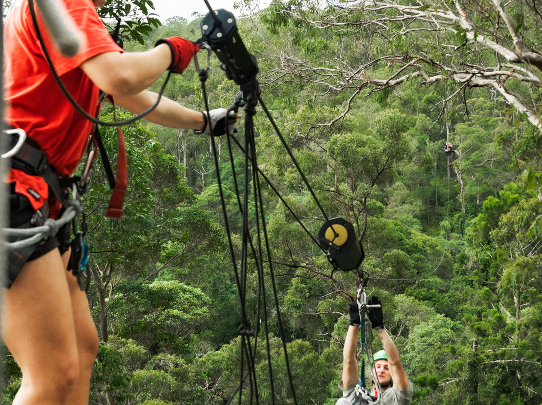 TreeTop Challenge-黄金海岸必去景点