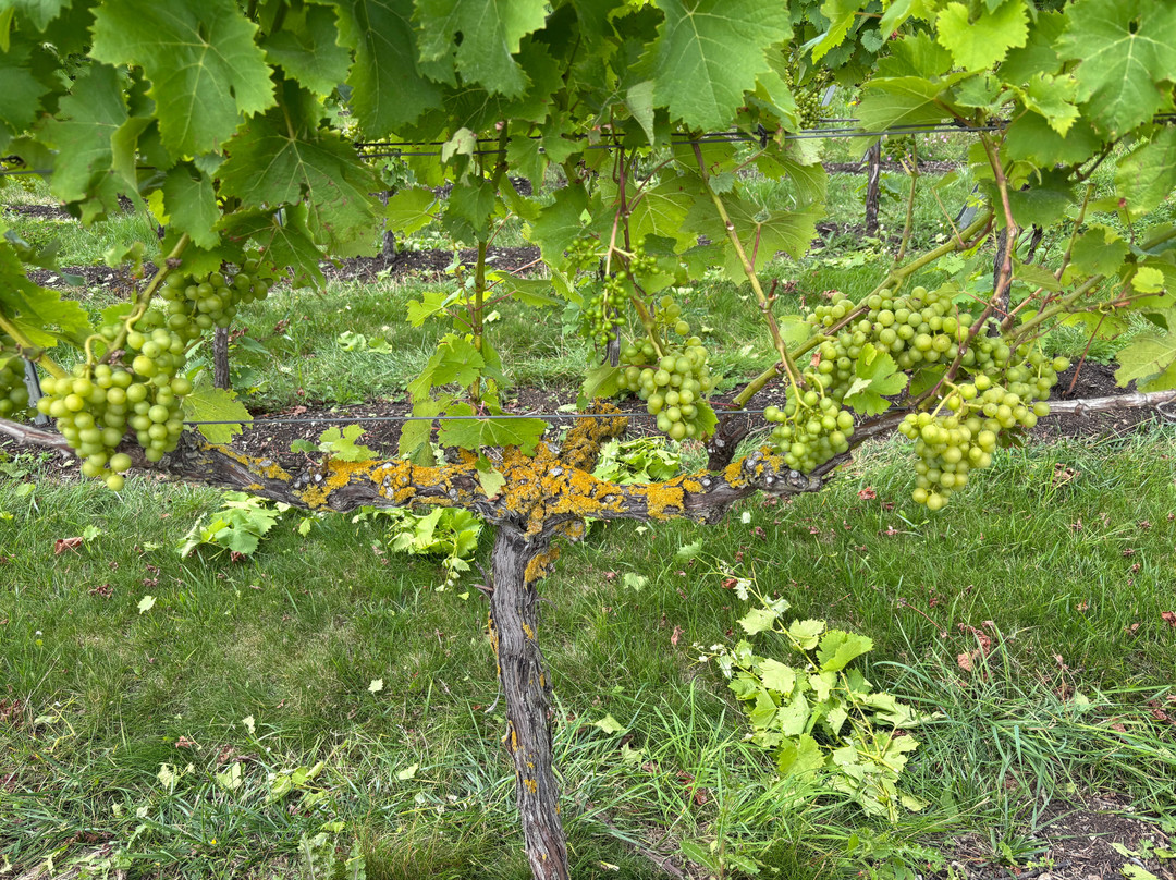 Westwell Wine Estate-Charing必去景点