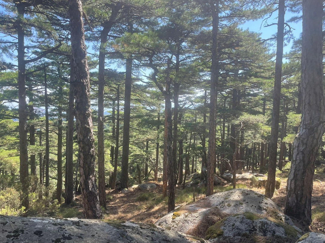 Foret de l'Ospedale-维琪奥港必去景点