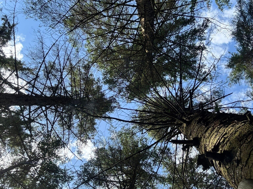 Go Ape-Aberfoyle必去景点