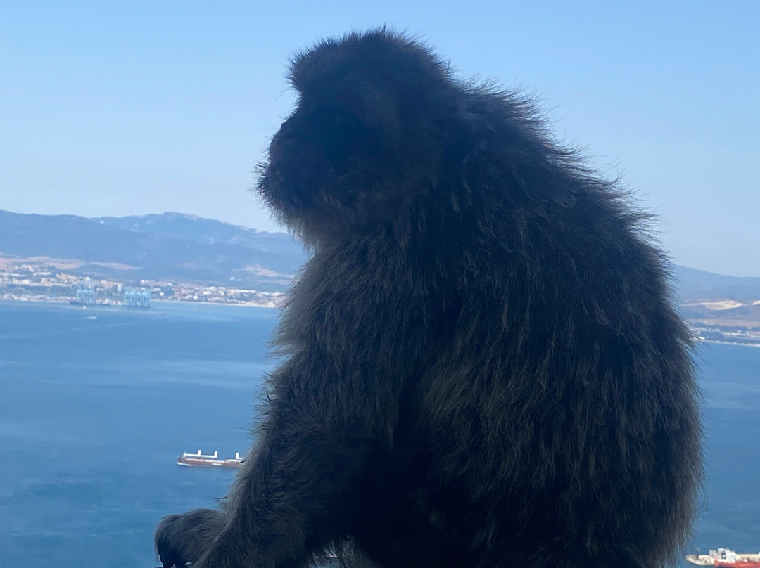 Gibraltar Upper Rock Nature Reserve-直布罗陀必去景点