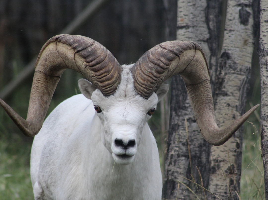 Yukon Wildlife Preserve-白马市必去景点