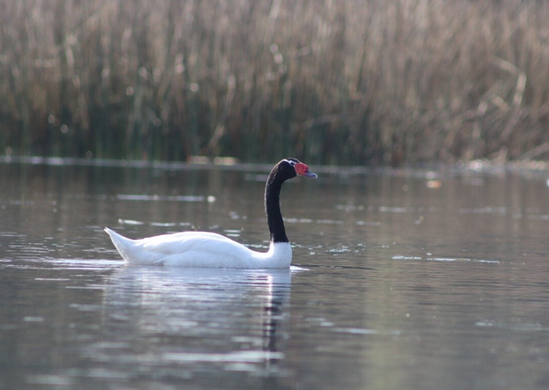 Rio Vivo-瓦尔迪维亚必去景点