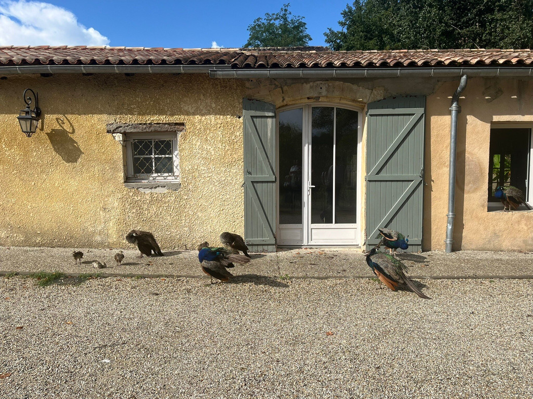 Alice au pays des Paons-阿维桑必去景点