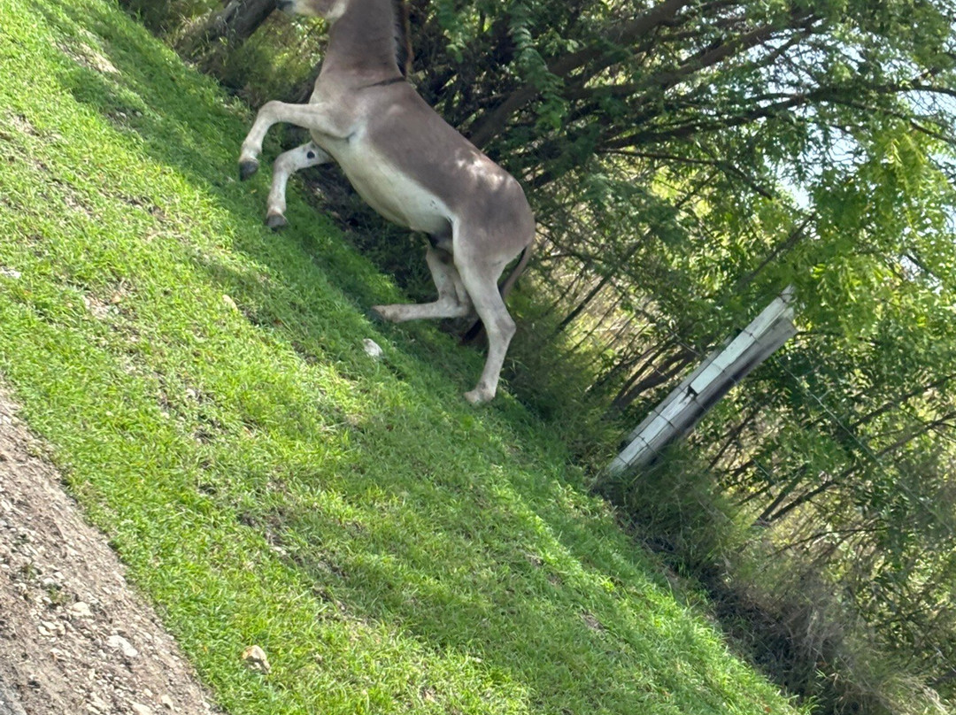 Sweet Wadadli Jungle Rides-Buckleys必去景点