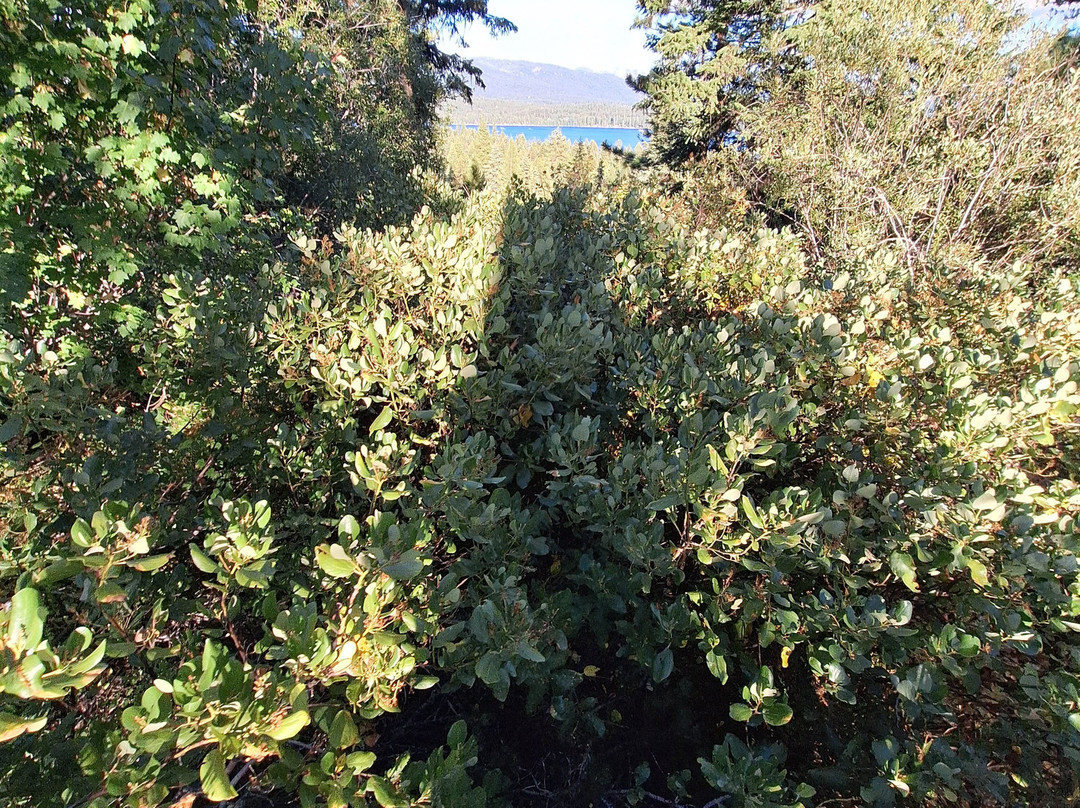 Ya-Hoo Corrals-McCall必去景点