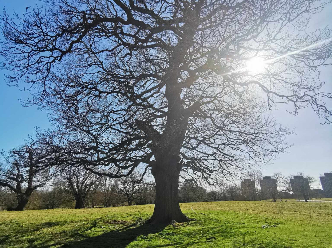 Wivenhoe Park-Wivenhoe必去景点