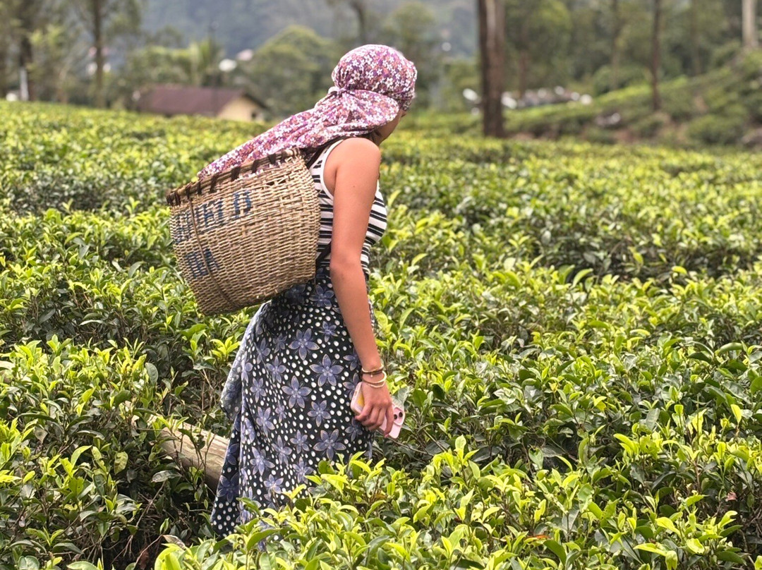 蓝田茶园-奴娃拉伊利雅必去景点