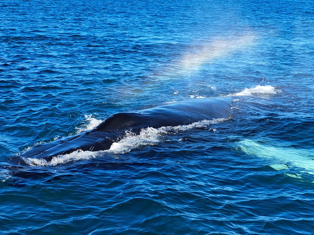 Adventure Bay Whale Watch Co.-Tiverton必去景点