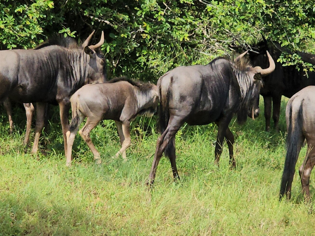 Parque Nacional do Quiçama-Muxima必去景点