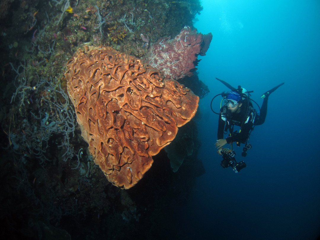Miguel's Diving Gorontalo-哥伦打洛必去景点