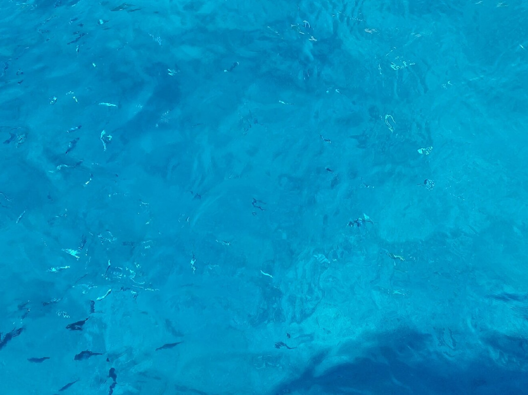 Golden Dolphin-阿雷克斯必去景点