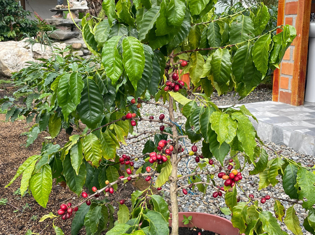 Vilcaroma Coffee-Vilcabamba必去景点