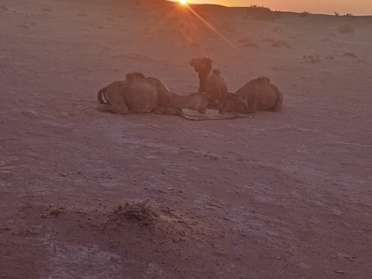 L'Eblouissant Désert-迈哈米德必去景点