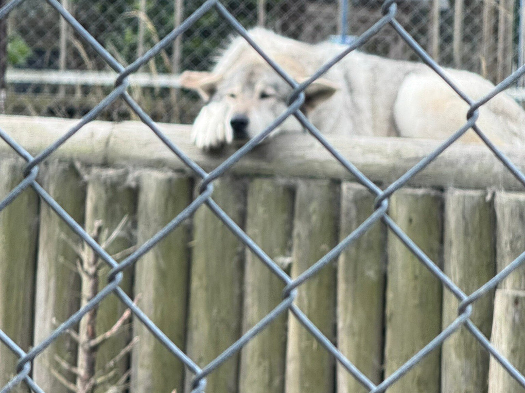 Borth Animalarium-Borth必去景点