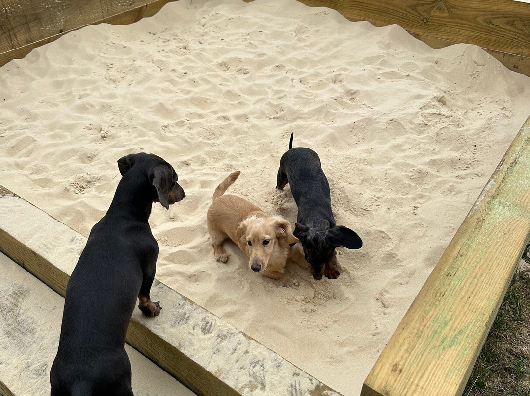 Seaview Dog Meadow-Wiveton必去景点