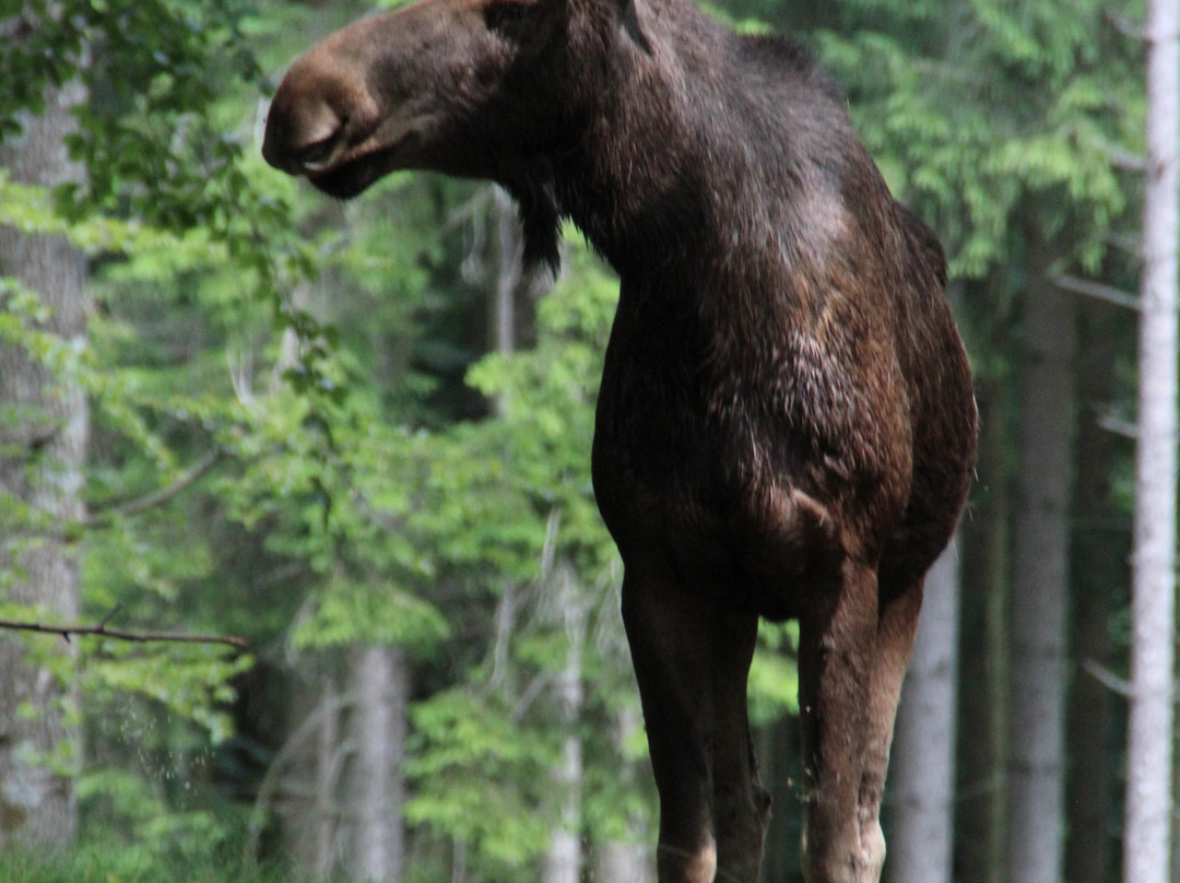 Soderasens Algpark (moosepark)-Kagerod必去景点
