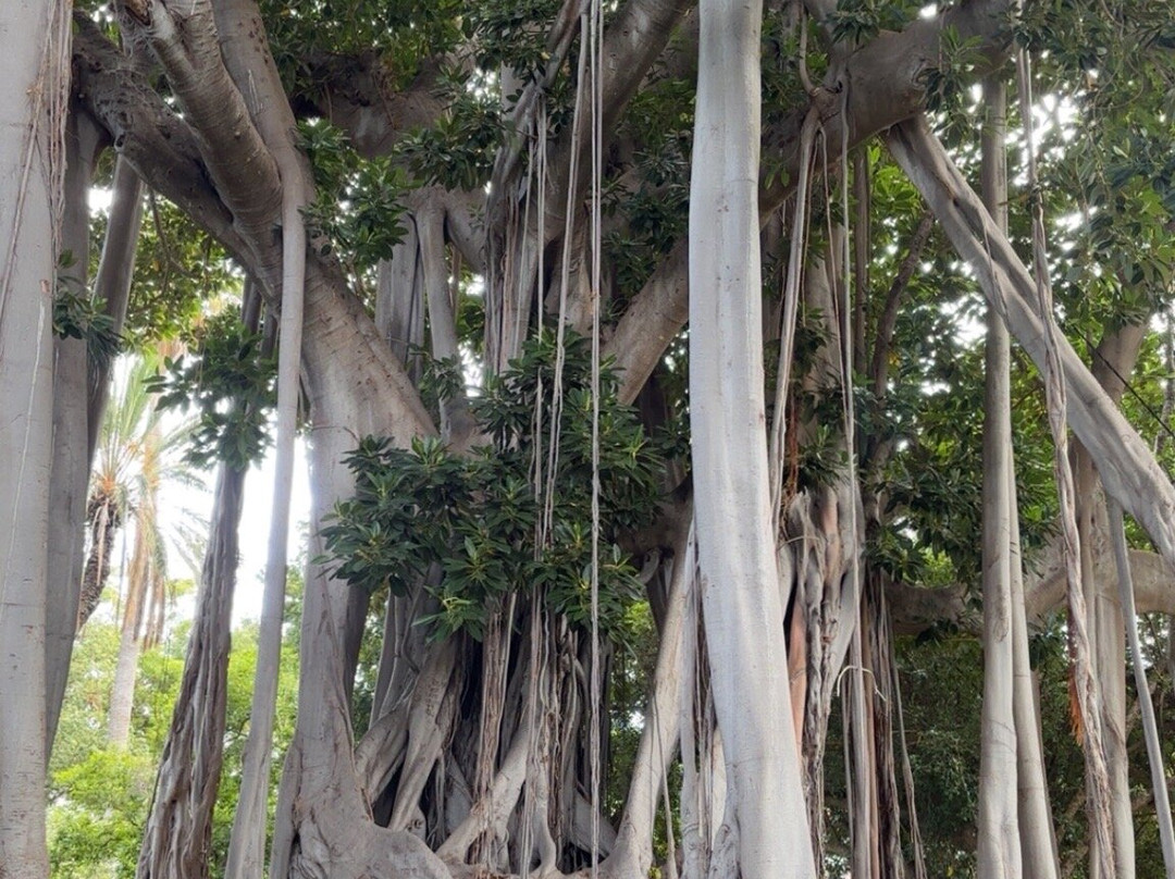 Botanischer Garten-德拉克鲁兹索尔港必去景点