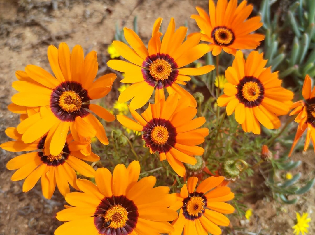 Hiking Namaqua Silversands Trail-Garies必去景点