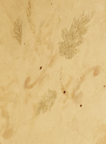 Six Flags Darien Lake Lodge on the Lake Hotel主图