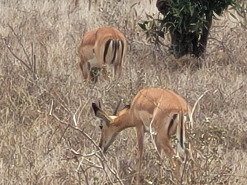 Bush Adventure - your safari partner-内罗毕必去景点