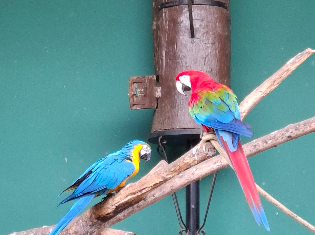 Zoo Das Aves-Pocos de Caldas必去景点