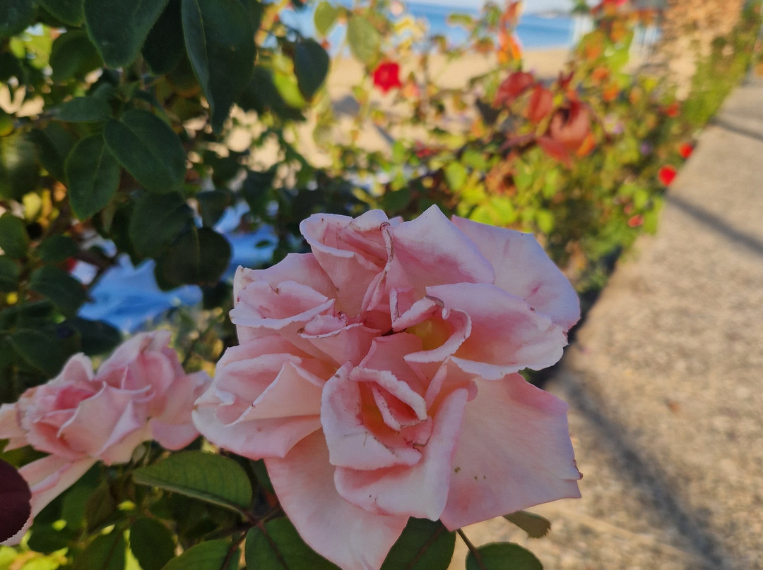 Vrachos Beach Hotel主图