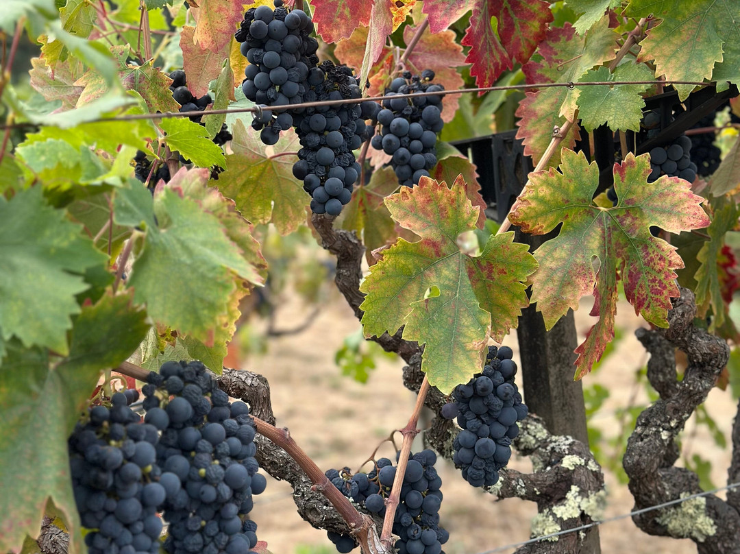 Storybook Mountain Vineyards-卡利斯托加必去景点