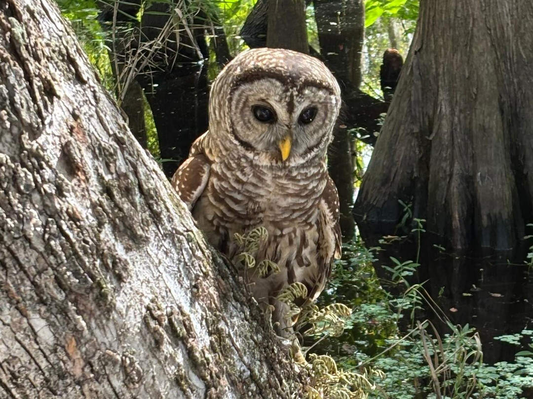 St. John's River Eco Tours, LLC-DeBary必去景点