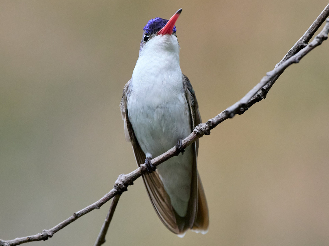 Ramsey Canyon Inn Bed and Breakfast主图