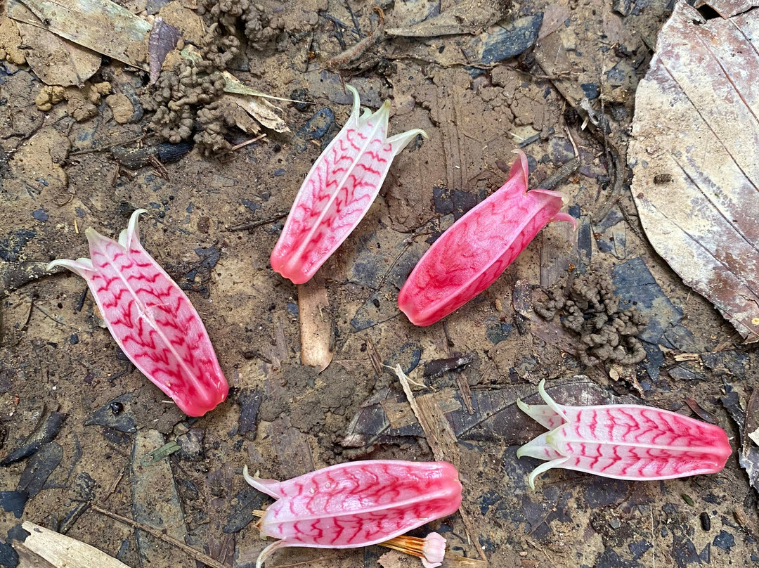 Si Phang Nga National Park-攀牙必去景点
