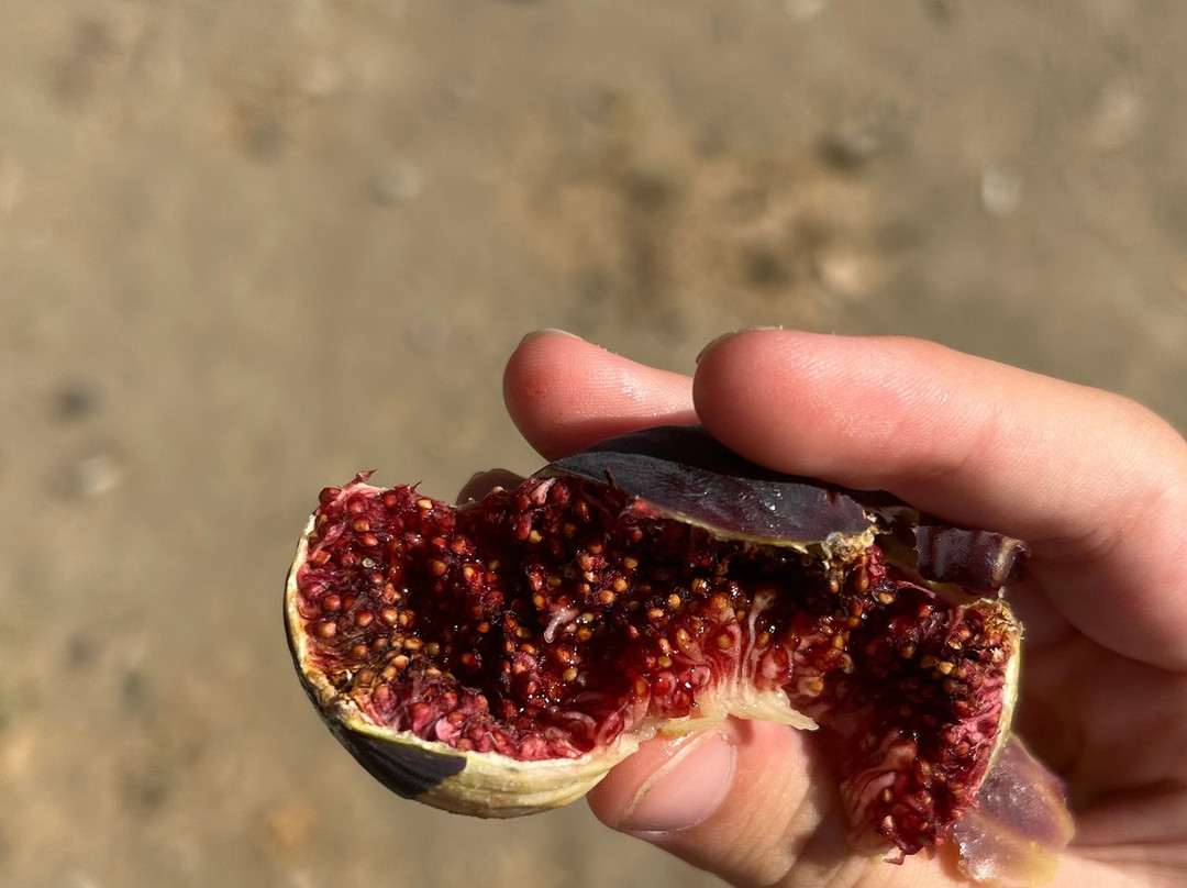 Ephesus Taxi Service-库萨达斯必去景点