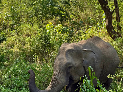 Lahiru Tours-加勒必去景点