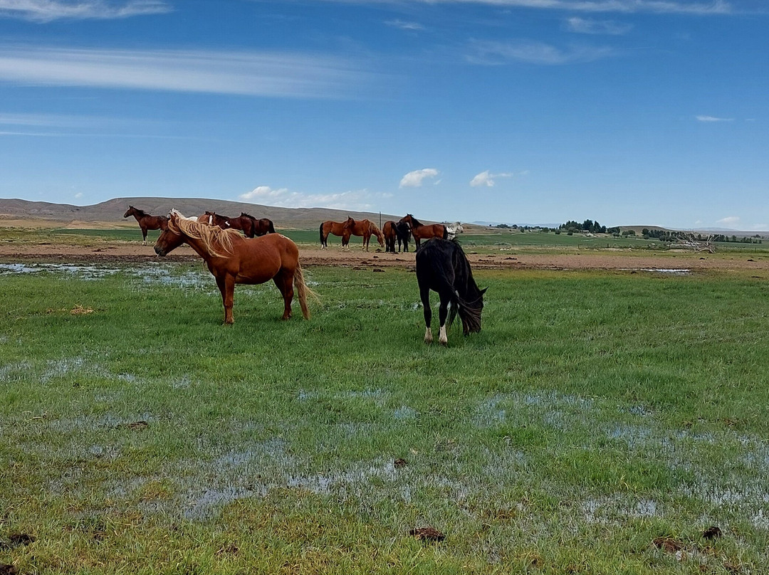 Wind River Wild Horse Sanctuary-兰德尔必去景点