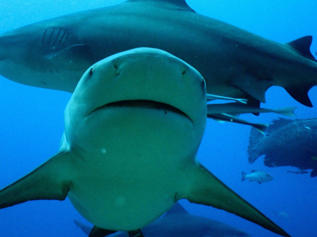 Coral Coast Divers-太平洋港必去景点