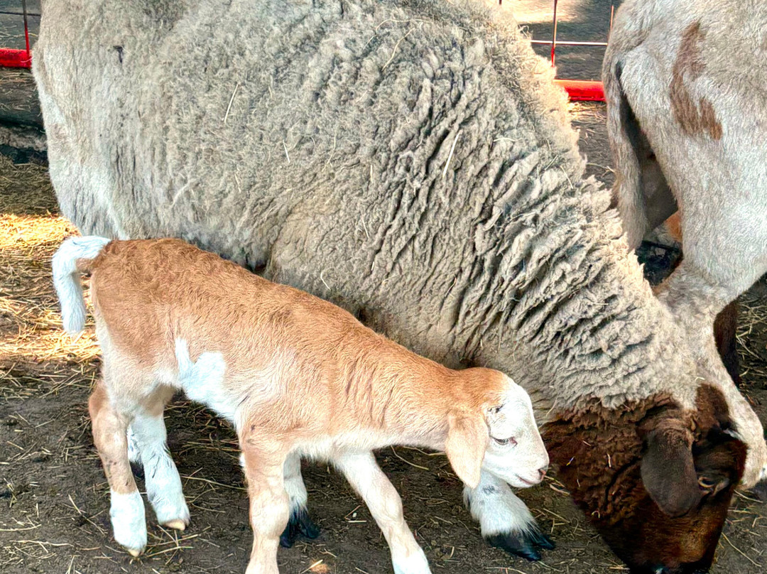 Green Meadows Petting Farm-基西米必去景点