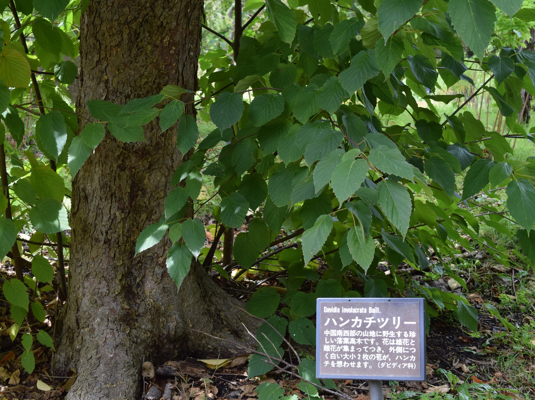 Hirosaki Castle Botanical Garden-弘前市必去景点
